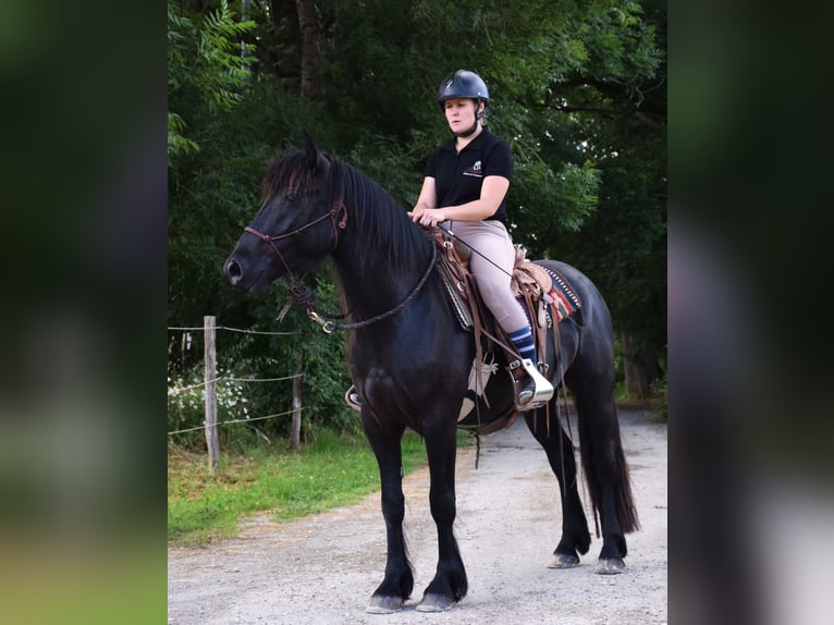 Mérens Hongre 3 Ans 150 cm Noir in Caumont