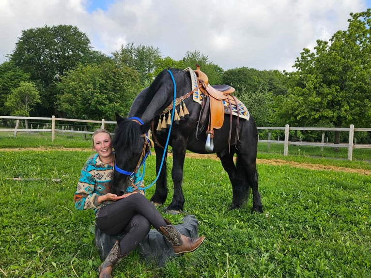 Mérens Hongre 6 Ans 151 cm Noir in Linkenbach