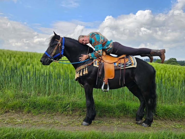 Mérens Hongre 6 Ans 151 cm Noir in Linkenbach