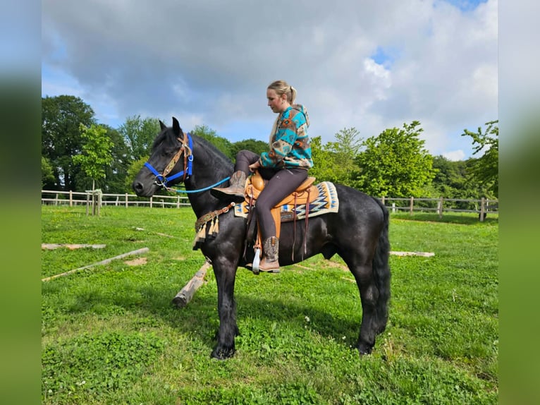 Mérens Hongre 6 Ans 151 cm Noir in Linkenbach