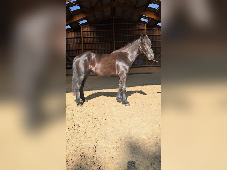 Mérens Jument 2 Ans Noir in Caumont
