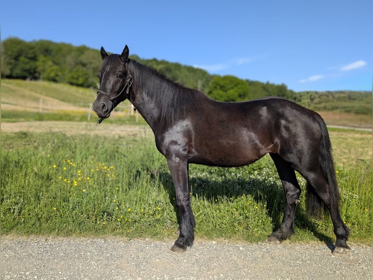 Mérens Jument 2 Ans Noir in Caumont