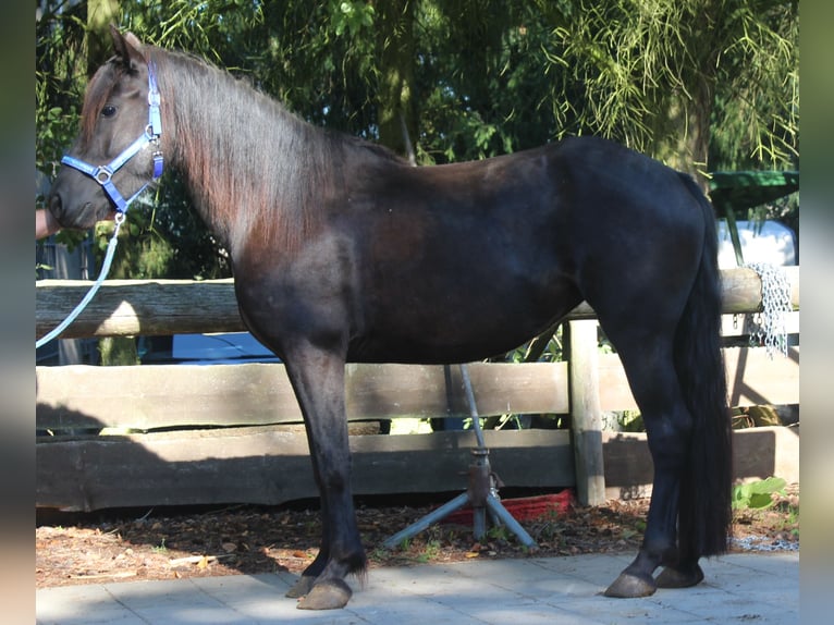 Mérens Jument 3 Ans 148 cm Noir in Gemmerich