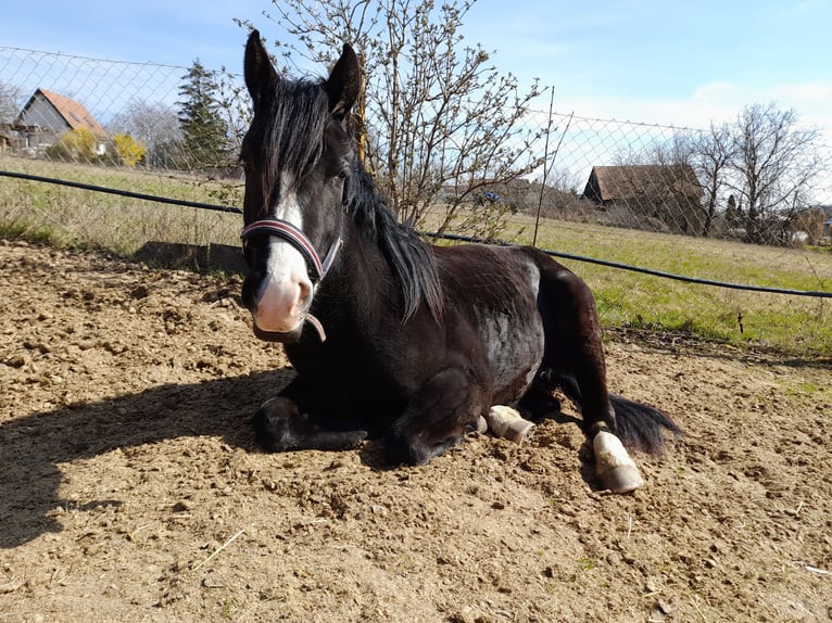 Mérens Croisé Jument 3 Ans 150 cm in Spannberg