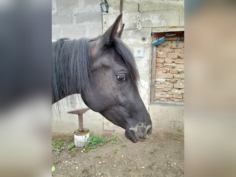 Mérens Croisé Jument 3 Ans 150 cm in Spannberg