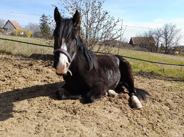 Mérens Croisé Jument 3 Ans 150 cm in Spannberg