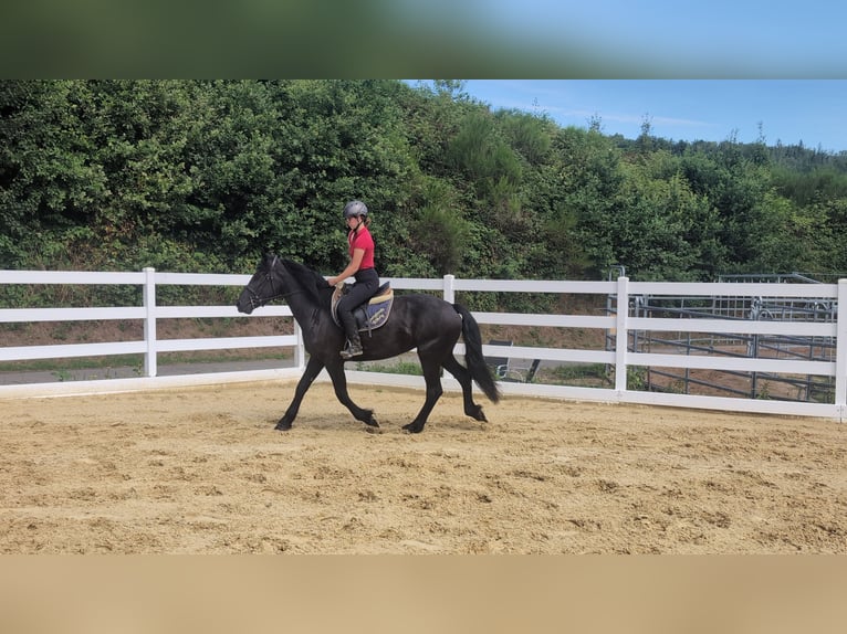 Mérens Jument 3 Ans 153 cm Noir in Morsbach