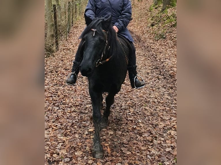 Mérens Mare 10 years 14,1 hh Black in Buchholz (Westerwald)