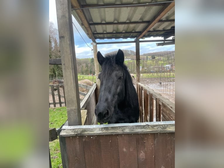 Mérens Mare 10 years 14,1 hh Black in Buchholz (Westerwald)