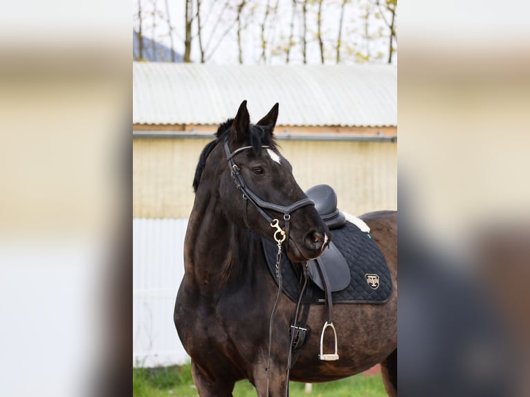 Mérens Mare 12 years 15.2 hh Black in Dossenheim