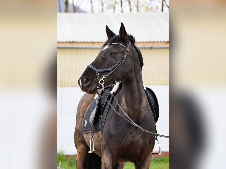 Mérens Mare 12 years 15.2 hh Black in Dossenheim