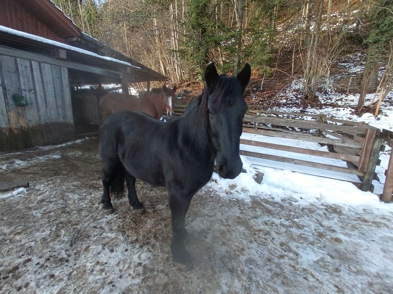 Mérens Mare 13 years 14,2 hh Black in Wila