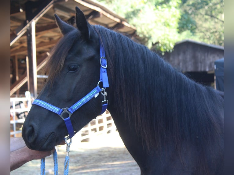 Mérens Mare 3 years 14,2 hh Black in Gemmerich