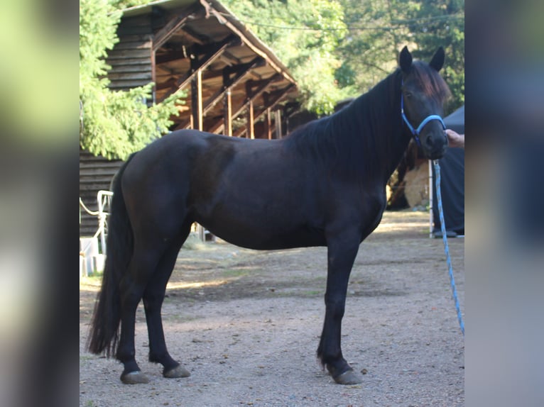 Mérens Mare 3 years 14,2 hh Black in Gemmerich