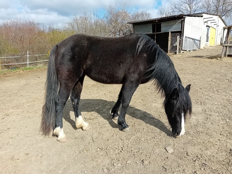 Mérens Mix Mare 3 years 14,2 hh in Spannberg