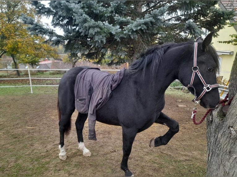 Mérens Mix Mare 3 years 14,2 hh in Spannberg