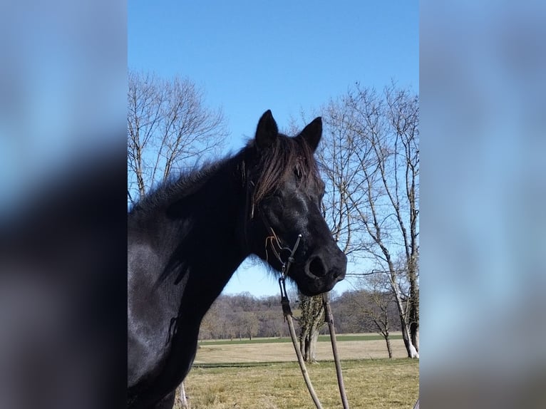 Mérens Mare 5 years 14.2 hh Black in La Barthe de neste