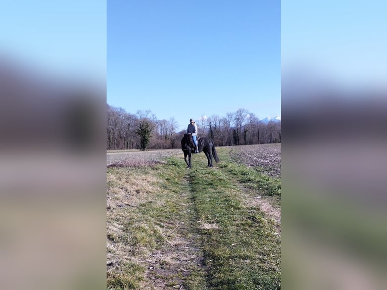 Mérens Mare 5 years 14.2 hh Black in La Barthe de neste