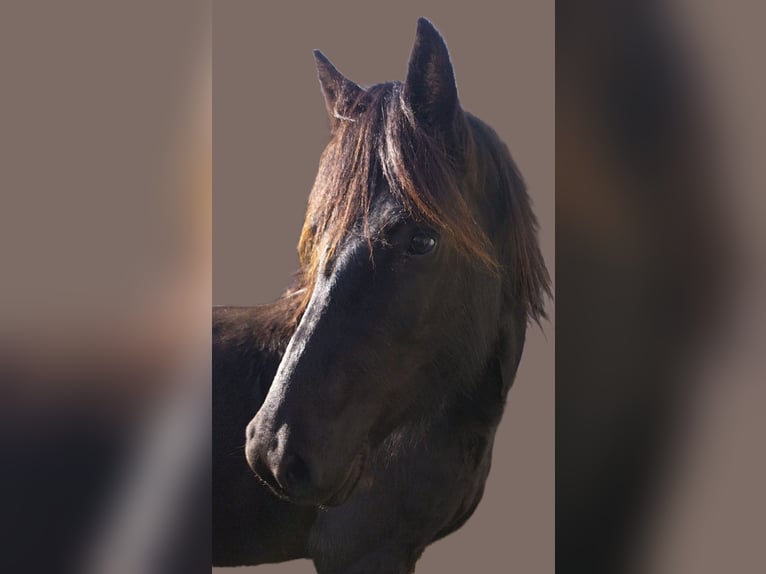 Mérens Mare 5 years 14.2 hh Black in La Barthe de neste