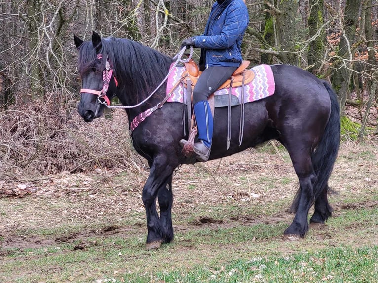 Mérens Mare 5 years 15,1 hh Black in Linkenbach