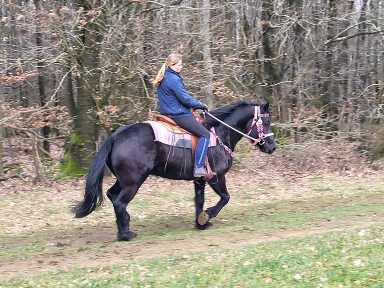 Mérens Mare 5 years 15,1 hh Black in Linkenbach