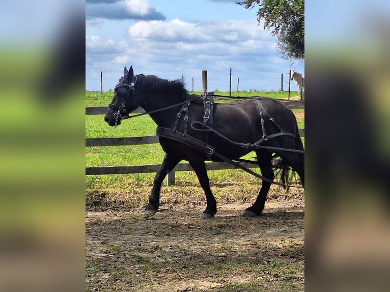 Mérens Mare 8 years 14,2 hh Black in Bierbeek