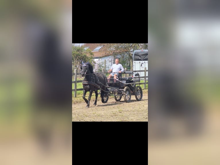 Mérens Mare 8 years 14,2 hh Black in Bierbeek