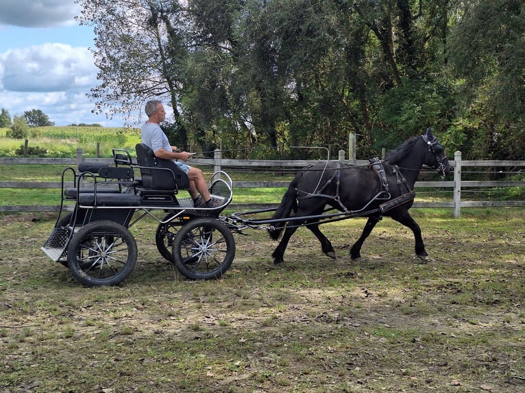 Mérens Mare 8 years 14,2 hh Black in Bierbeek