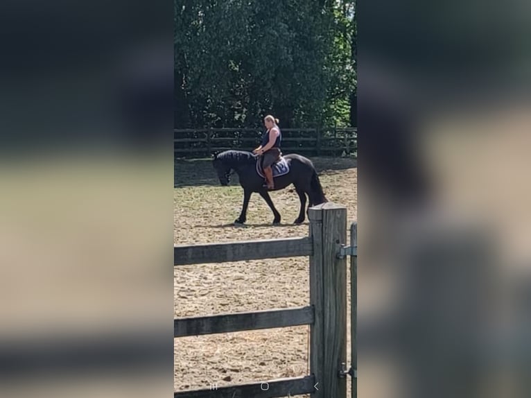 Mérens Mare 8 years 14,2 hh Black in Bierbeek