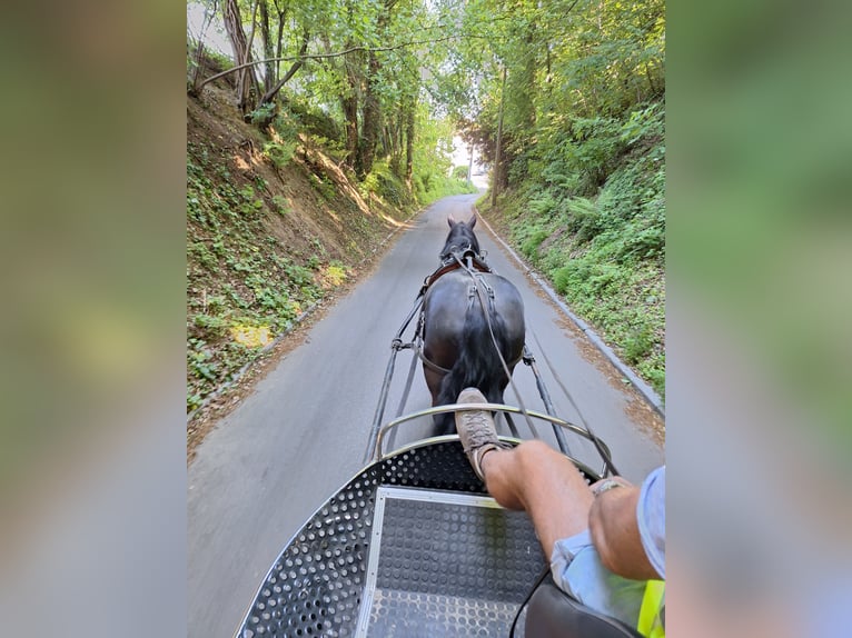 Mérens Mare 8 years 14,2 hh Black in Bierbeek