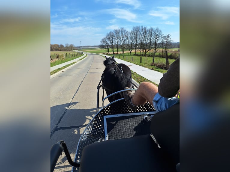 Mérens Mare 8 years 14,2 hh Black in Bierbeek