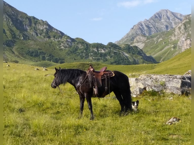 Mérens Mare 9 years 14.3 hh Black in La Barthe de neste