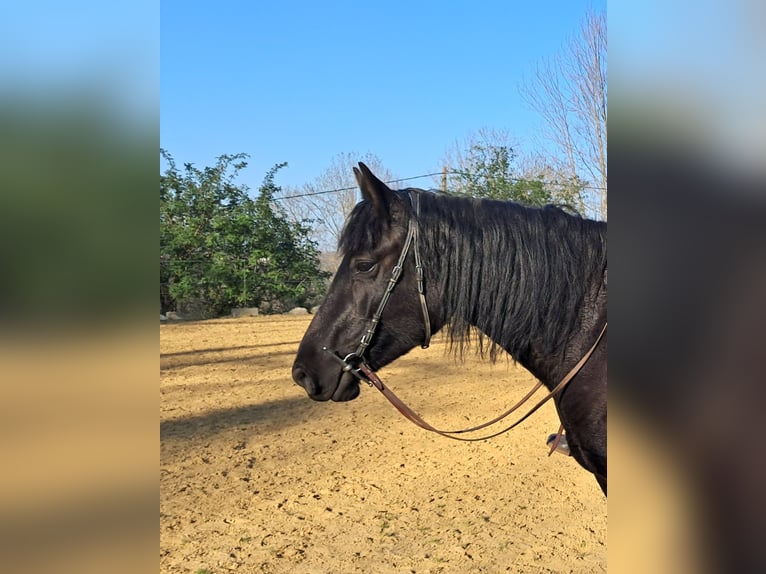 Mérens Mare 9 years 14,3 hh Black in La Barthe de neste