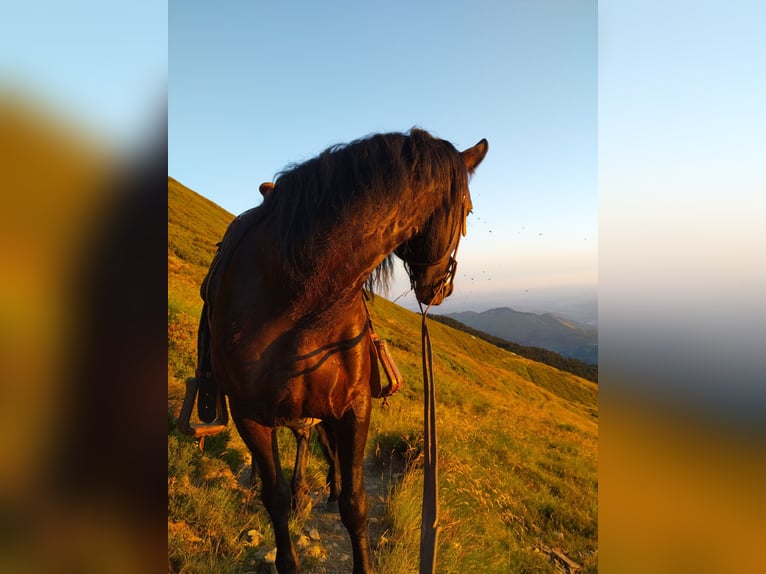 Mérens Mare 9 years 14,3 hh Black in La Barthe de neste