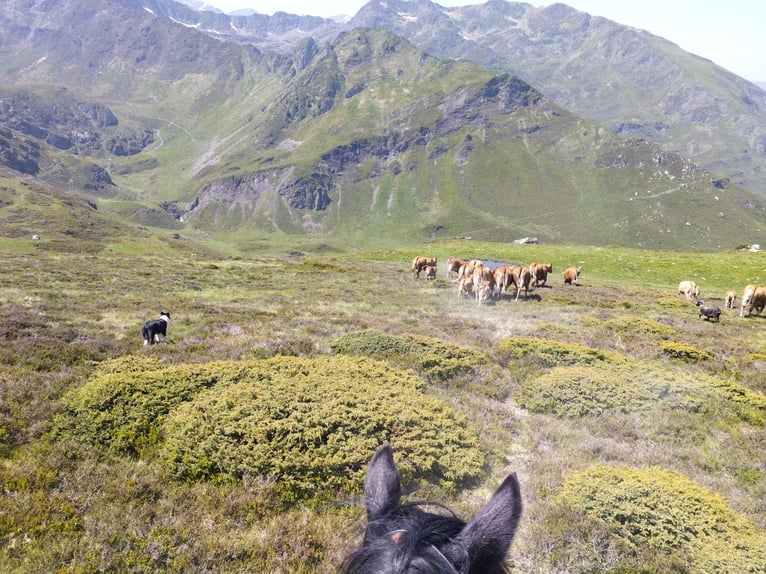 Mérens Mare 9 years 14,3 hh Black in La Barthe de neste