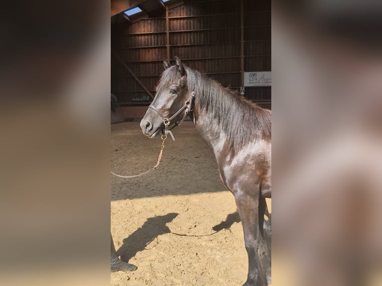 Merens Merrie 2 Jaar Zwart in Caumont