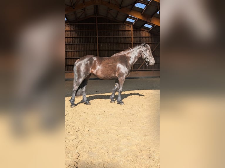 Merens Merrie 2 Jaar Zwart in Caumont