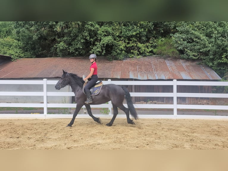Merens Merrie 3 Jaar 153 cm Zwart in Morsbach