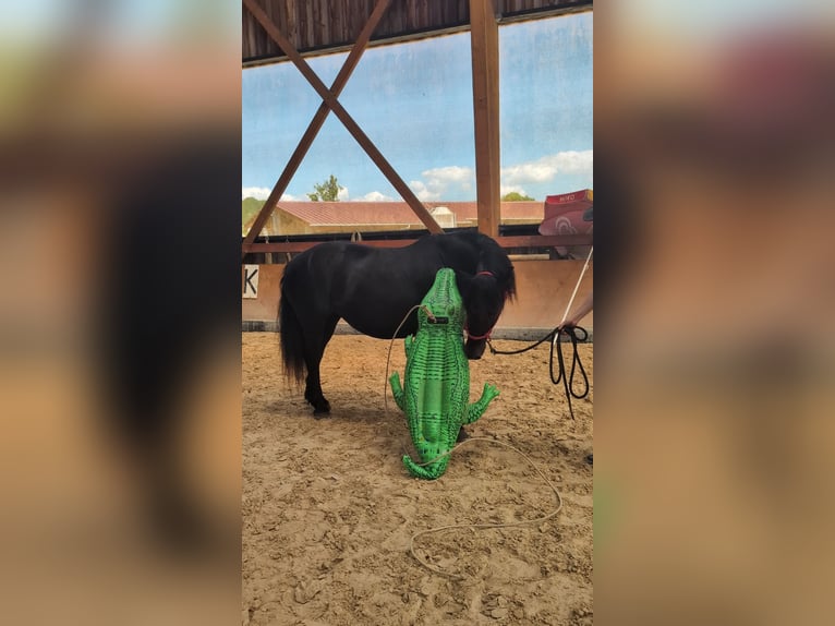 Merens Merrie 7 Jaar 152 cm Zwart in Caumont