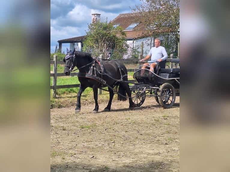 Merens Merrie 8 Jaar 150 cm Zwart in Bierbeek
