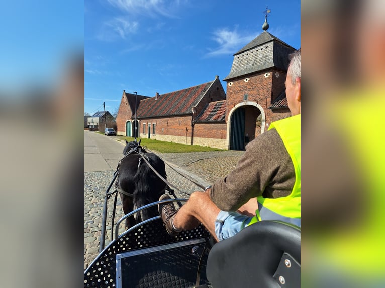 Merens Merrie 8 Jaar 150 cm Zwart in Bierbeek
