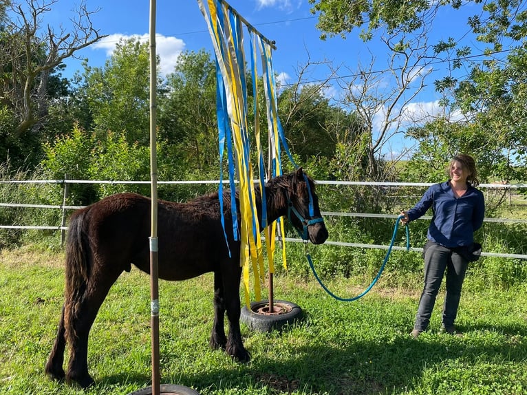 Mérens Stallion 1 year Black in Routier