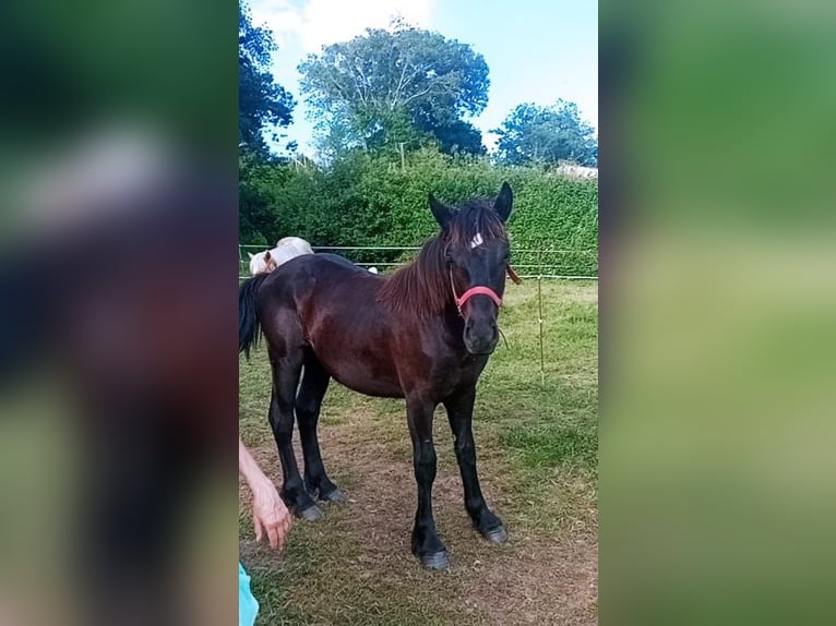 Mérens Stallion 1 year Black in Saint Gaudens