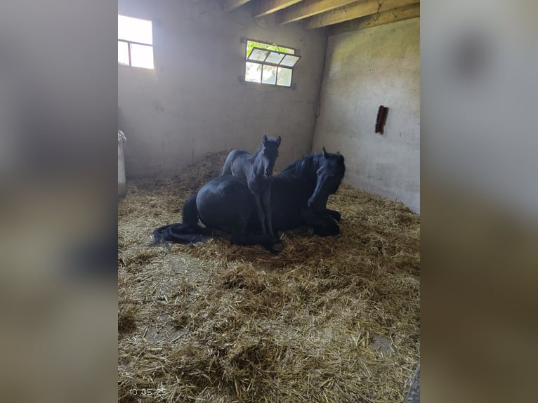 Mérens Stallion 1 year Black in Laneuveville-en-Saulnois
