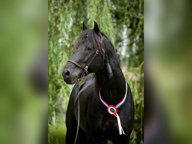 Mérens Stallion 22 years 15,2 hh Black in CAUMONT