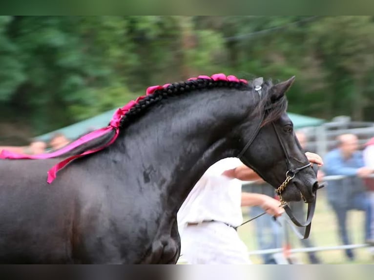 Mérens Stallion 22 years 15,2 hh Black in CAUMONT