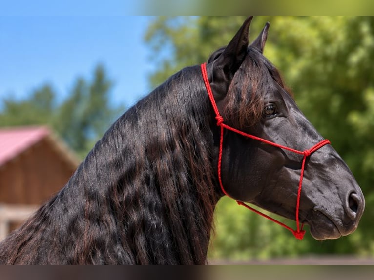 Mérens Stallion 2 years Black in Caumont