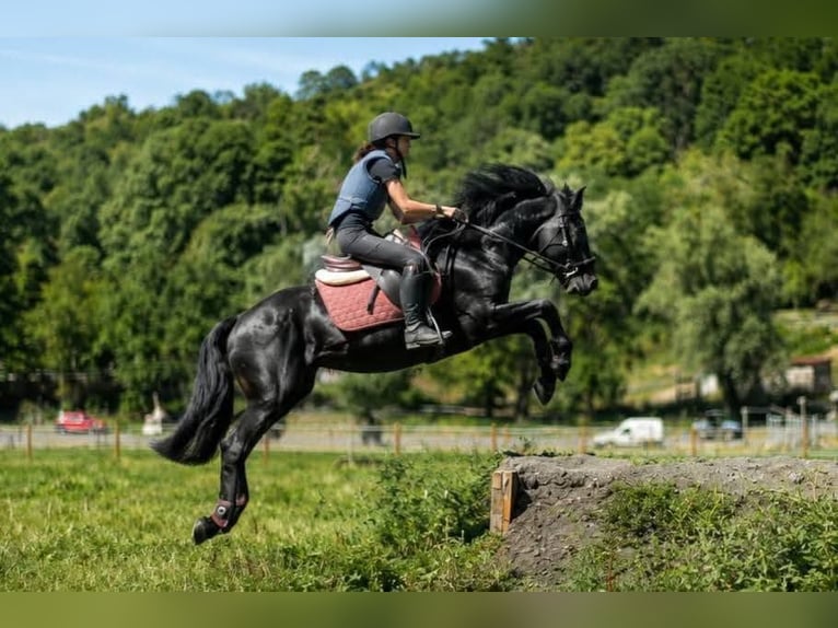 Mérens Stallion 3 years 14.3 hh Black in Roche-en-Régnier