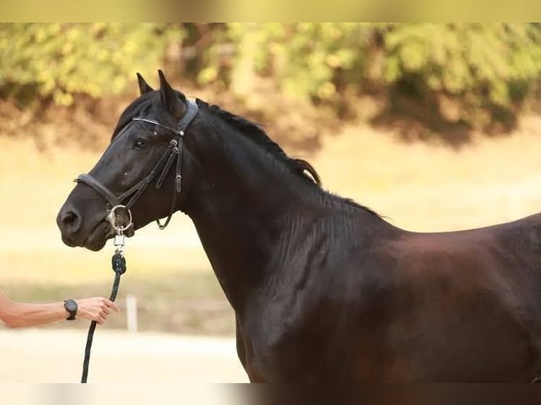 Mérens Stallion 3 years 14.3 hh Black in Roche-en-Régnier