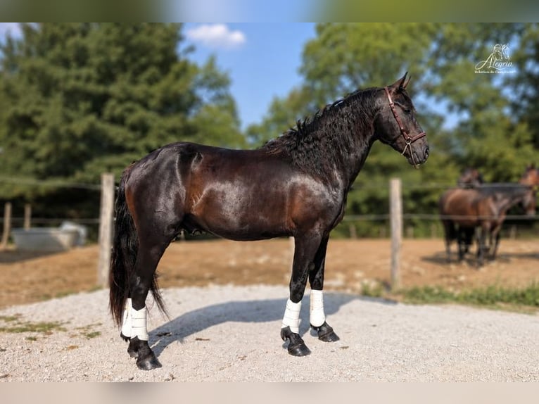Mérens Stallion 3 years Black in Caumont